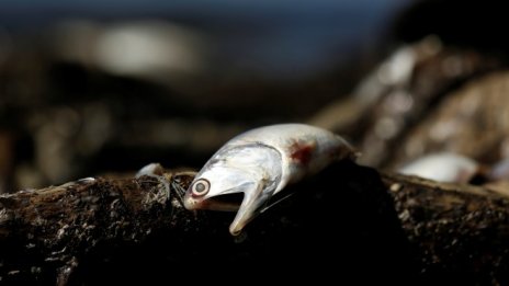 Мъртвите зони в океаните са се увеличили четири пъти за половин век