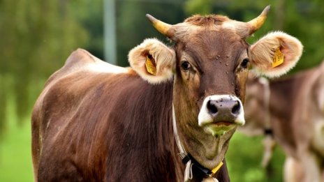 Хювефарма придоби американска компания за ветеринарни продукти