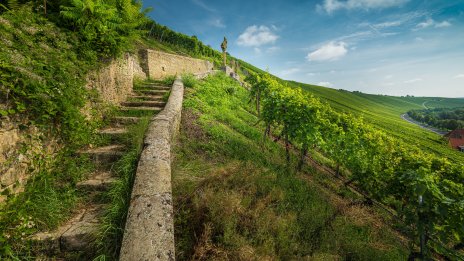 Италия очаква да остане световен лидер във винопроизводството