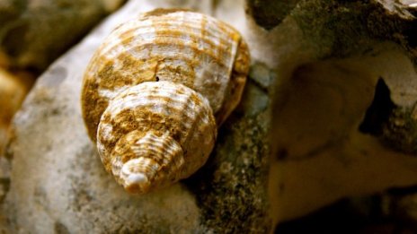 Японски компании търсят български рапани и биопродукти