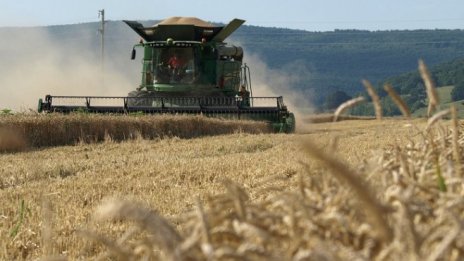 Цената на пшеницата ще расте заради по-малкото прибрано качествено зърно