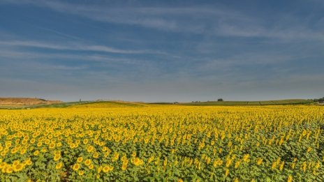 Растящото търсене на зърно доведе до оптимистични прогнози за цените в Европа