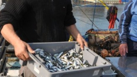 Ферма за миди ще инвестира над 1,3 млн. лв. за разширение и модернизация