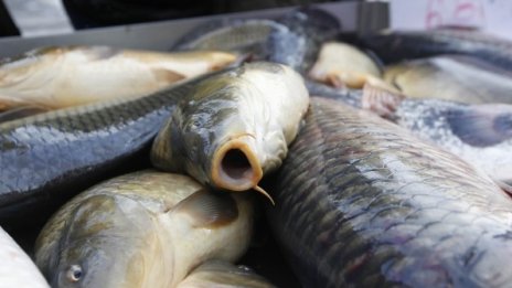 Данъчните от Варна глобиха 15 търговци на риба на Никулден