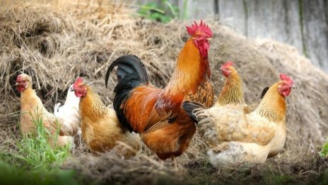 Държавата ще подпомага фермерите с фуражно зърно