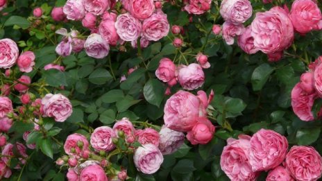 Христо Николов: Очаква се сериозен отлив на дългогодишни розопроизводители от сектора