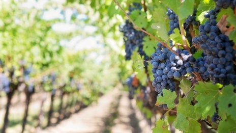 Реколтата от вино във Франция ще е най-слабата от 60 години
