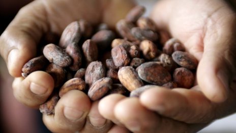 Китайската страст към шоколада вдига цената на какаото