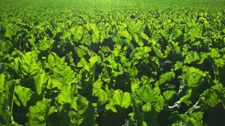 Руското агроминистерство очаква по-слаба реколта заради лошото време