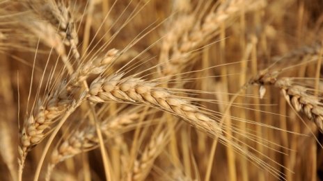 Купувачи и продавачи на пшеница засега се разминават