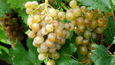 В началото на гроздобера прогнозата е за добро качество на продукцията