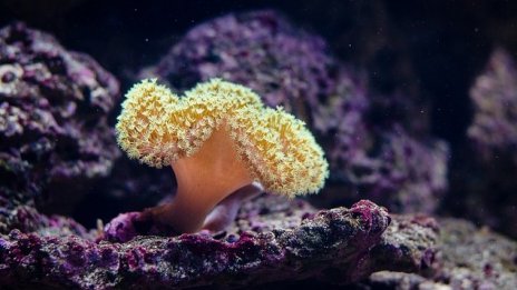 Австралия дава 700 млн долара за възстановяване на Големия бариерен риф