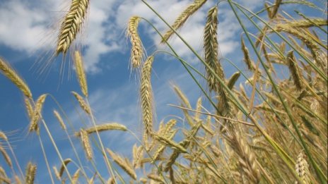 Цените на зърното падат и са рекордно ниски за сезона