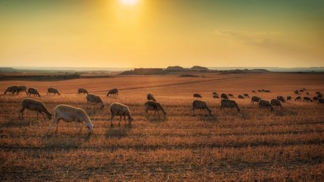 България продължава да се води огнище на чума по дребните животни