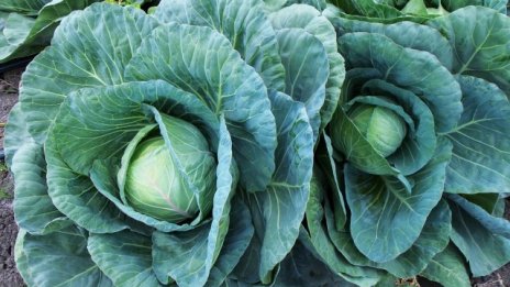 Е. Стойчев: Българските плодове и зеленчуци са поскъпнали спрямо предишни години