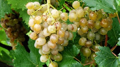 Р. Радев: Лозарите прибират добро грозде като качество, но не и като количество