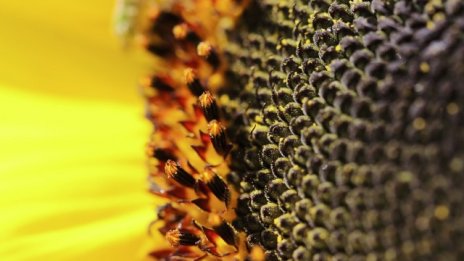 Зърнопроизводители отчитат по-нисък среден добив на царевица и слънчоглед