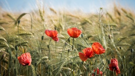 Приключи мащабна операция на Европол срещу незаконните пестициди