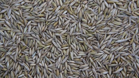 Цените на производител в селското стопанство у нас нараснаха в края на 2024 г.