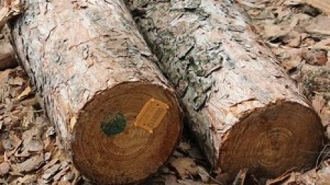 Допълнителните мерки за маркиране на дървесината ще костват 6 млн. лева