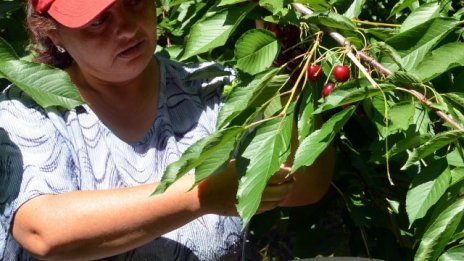 Нови технологии променят производството на череши