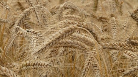 С 30% по-слаби добиви на пшеница очакват зърнопроизводители