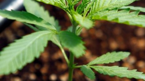 Защо всички в Северна Македония искат да произвеждат канабис?