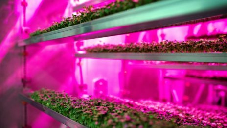 Вертикалното земеделие ли е бъдещето?