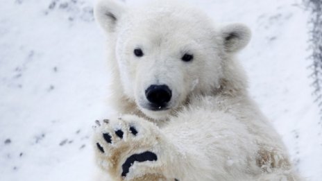 Климатичните промени проправят път на нови луксозни круизни пътешествия