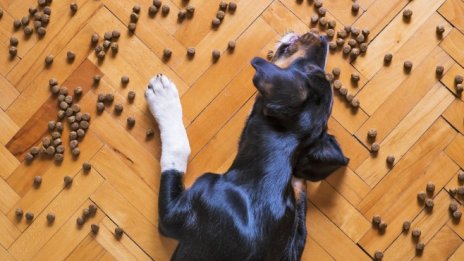 Пазарът на храни за домашни любимци у нас възлиза на 150 млн. лв. годишно