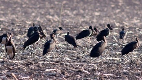 Застрояването край Шабла застрашава биоразнообразието, алармира еколог