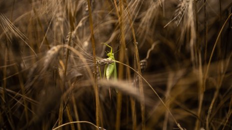 Забравянето на тайните на древните посеви може да засегне здравето ни в бъдеще