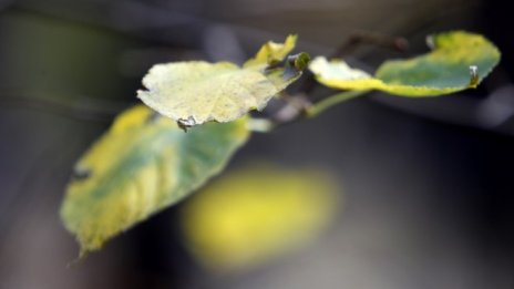 Екоактивисти настояват България да развива производството на зелена енергия