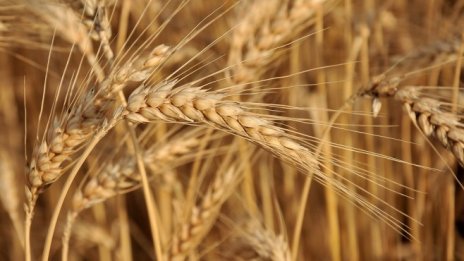 Износът на пшеница от България може да достигне 4 млн. тона