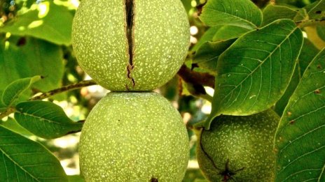 Националният гаранционен фонд предлага втора програма за фермери