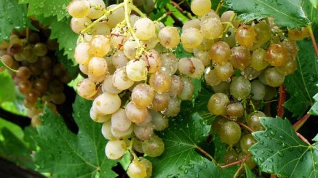 Ниските температури може да доведат до щети при лозята