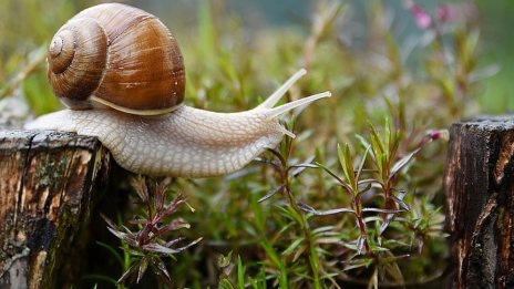 Има ли интерес бизнесът към производство на лечебни продукти с екстракт от охлюви?