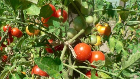 В България има над 6 хил. сертифицирани биопроизводители и преработватели