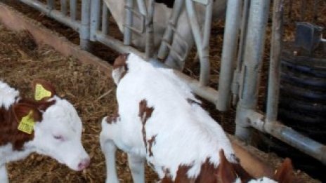 Фонд "Земеделие" одобри още 30 проекта за микропредприятия и ферми 