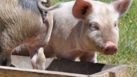 Нова ферма в област Силистра е засегната от чумата по свинете