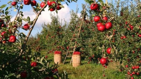 Три пъти се увеличават площите за биоземеделие в България в периода 2012-2020 г.