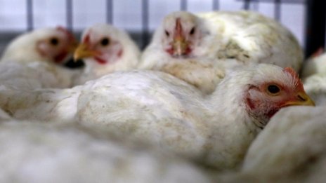 Производителят на птиче месо „Градус“ излиза на борсата