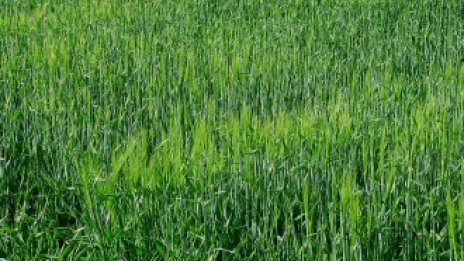 Пазарът със зърно се пробва с цени като миналогодишните