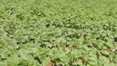 Фонд „Земеделие“ ще започне плащанията на фермерите от 20 януари