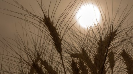 Интересът към руската пшеница се завръща заради ниската цена