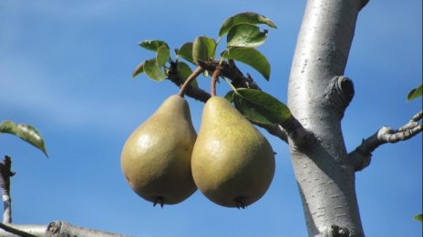 Икономисти обсъждат постепенно да отпаднат субсидиите за европейските фермери