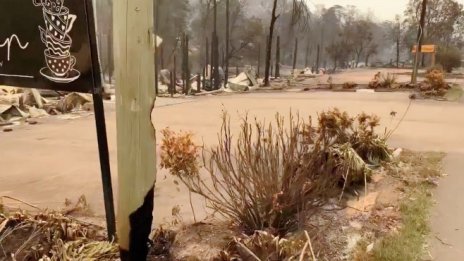 Катастрофалното масово измиране на животни