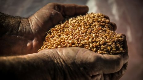 Гладът заради COVID-19 може да убие повече хора от самия вирус през 2020 г.