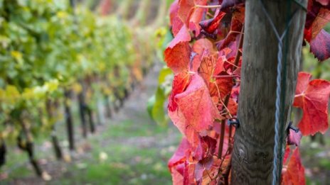 Нови винени проекти заявиха присъствие на DiVino