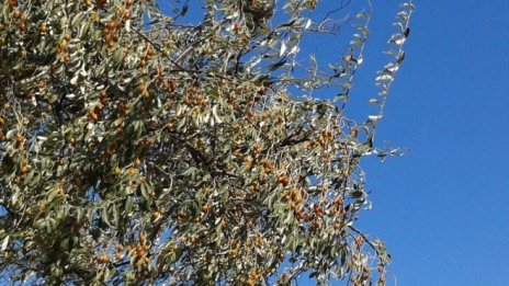 Гърция не използва потенциала на своите селскостопански продукти